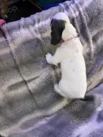 Snow Queen, a female Cavalier King Charles Spaniel and Cockalier for sale in Arlington, MN – Photo 5 of 9