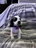 Snow Queen, a female Cavalier King Charles Spaniel and Cockalier for sale in Arlington, MN – Photo 9 of 9