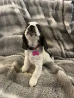 Snow Queen, a female Cavalier King Charles Spaniel and Cockalier for sale in Arlington, MN – Photo 6 of 9