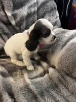 Snow Queen, a female Cavalier King Charles Spaniel and Cockalier for sale in Arlington, MN – Photo 4 of 9