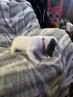 Snow Queen, a female Cavalier King Charles Spaniel and Cockalier for sale in Arlington, MN – Photo 7 of 9