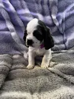 Snow Queen, a female Cavalier King Charles Spaniel and Cockalier for sale in Arlington, MN – Photo 2 of 9
