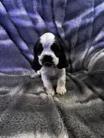 Snow Queen, a female Cavalier King Charles Spaniel and Cockalier for sale in Arlington, MN – Photo 1 of 9