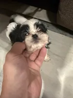Eric, a male Shih Tzu for sale in Cape Canaveral, FL – 4 of 5