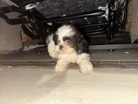 Eric, a male Shih Tzu for sale in Cape Canaveral, FL – 5 of 5