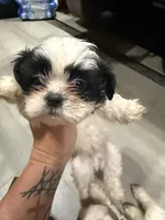 Eric, a male Shih Tzu for sale in Cape Canaveral, FL – 3 of 5