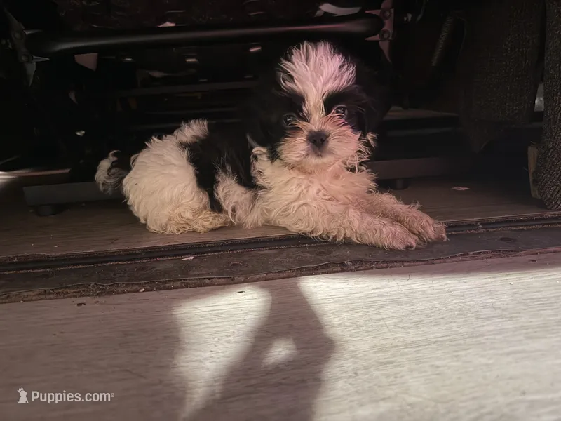 Eric – Shih Tzu puppy for sale in Cape Canaveral, FL