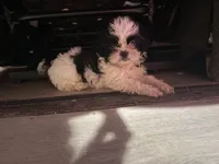Eric, a male Shih Tzu for sale in Cape Canaveral, FL – 1 of 5