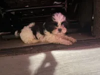Eric, a male Shih Tzu for sale in Cape Canaveral, FL – 2 of 5