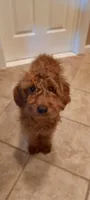 Puppy, a male Poodle - Toy  and Miniature Goldendoodle for sale in Pleasanton, CA – Photo 6 of 6