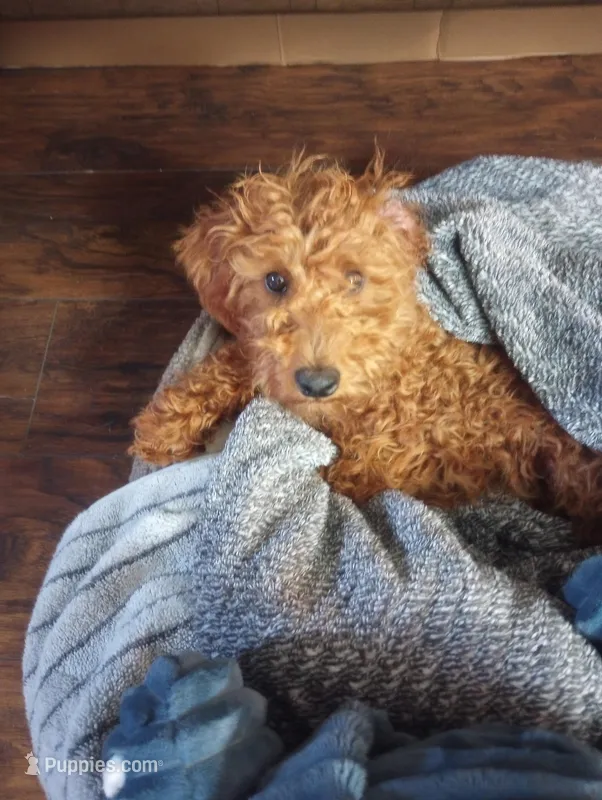 Puppy – Poodle - Toy , Miniature Goldendoodle puppy for sale in Pleasanton, CA
