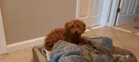Puppy, a male Poodle - Toy  and Miniature Goldendoodle for sale in Pleasanton, CA – Photo 5 of 6