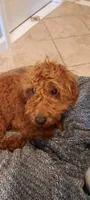 Puppy, a male Poodle - Toy  and Miniature Goldendoodle for sale in Pleasanton, CA – Photo 3 of 6