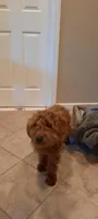 Puppy, a male Poodle - Toy  and Miniature Goldendoodle for sale in Pleasanton, CA – Photo 4 of 6