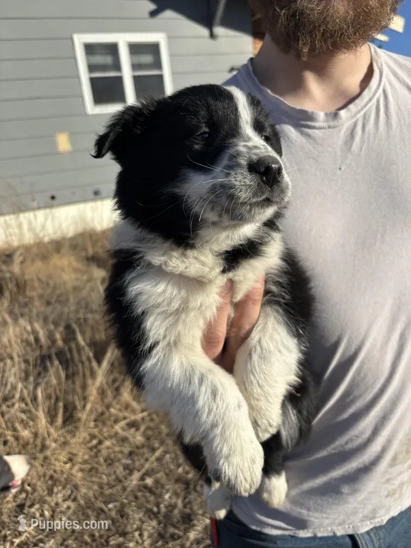 Millie – English Shepherd, Border Collie puppy for sale in Fort Collins, CO