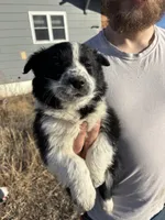 Millie, a female English Shepherd and Border Collie for sale in Fort Collins, CO – Photo 5 of 6