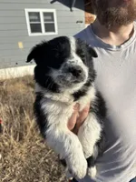 Millie, a female English Shepherd and Border Collie for sale in Fort Collins, CO – Photo 3 of 6