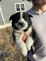 Millie, a female English Shepherd and Border Collie for sale in Fort Collins, CO – Photo 6 of 6