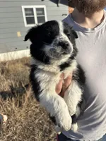 Millie, a female English Shepherd and Border Collie for sale in Fort Collins, CO – Photo 2 of 6