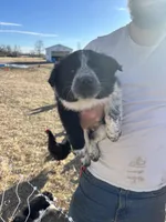 Ruby, a female English Shepherd and Border Collie for sale in Fort Collins, CO – Photo 4 of 7