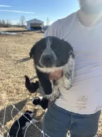 Ruby, a female English Shepherd and Border Collie for sale in Fort Collins, CO – Photo 2 of 7