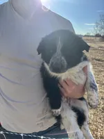 Ruby, a female English Shepherd and Border Collie for sale in Fort Collins, CO – Photo 7 of 7