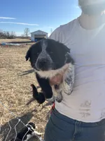 Ruby, a female English Shepherd and Border Collie for sale in Fort Collins, CO – Photo 6 of 7