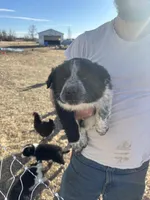 Ruby, a female English Shepherd and Border Collie for sale in Fort Collins, CO – Photo 3 of 7