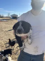 Ruby, a female English Shepherd and Border Collie for sale in Fort Collins, CO – Photo 1 of 7
