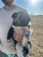 Ruby, a female English Shepherd and Border Collie for sale in Fort Collins, CO – Photo 5 of 7