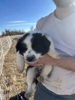 Bella, a female English Shepherd and Border Collie for sale in Fort Collins, CO – Photo 4 of 5