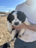 Bella, a female English Shepherd and Border Collie for sale in Fort Collins, CO – Photo 1 of 5