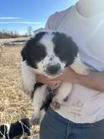 Bella, a female English Shepherd and Border Collie for sale in Fort Collins, CO – Photo 3 of 5