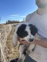 Bella, a female English Shepherd and Border Collie for sale in Fort Collins, CO – Photo 5 of 5