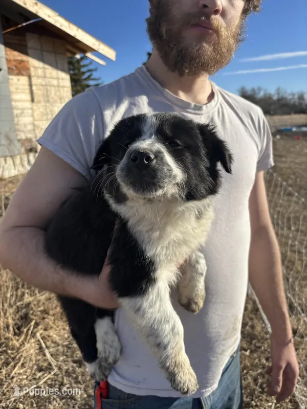 Poppy – English Shepherd, Border Collie puppy for sale in Fort Collins, CO