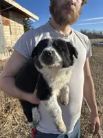 Poppy, a female English Shepherd and Border Collie for sale in Fort Collins, CO – Photo 1 of 7