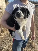 Poppy, a female English Shepherd and Border Collie for sale in Fort Collins, CO – Photo 6 of 7