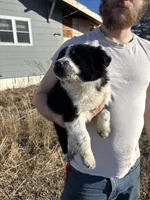 Poppy, a female English Shepherd and Border Collie for sale in Fort Collins, CO – Photo 7 of 7
