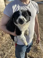 Poppy, a female English Shepherd and Border Collie for sale in Fort Collins, CO – Photo 2 of 7