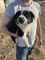 Poppy, a female English Shepherd and Border Collie for sale in Fort Collins, CO – Photo 5 of 7