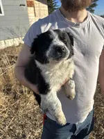 Poppy, a female English Shepherd and Border Collie for sale in Fort Collins, CO – Photo 3 of 7