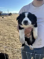Daisy, a female English Shepherd and Border Collie for sale in Fort Collins, CO – Photo 4 of 4
