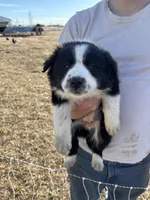 Daisy, a female English Shepherd and Border Collie for sale in Fort Collins, CO – Photo 3 of 4