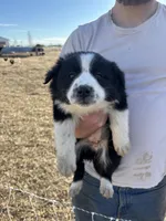 Daisy, a female English Shepherd and Border Collie for sale in Fort Collins, CO – Photo 2 of 4