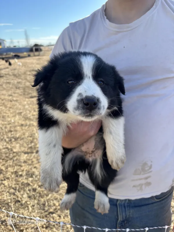 Daisy, a female English Shepherd and Border Collie for sale in Fort Collins, CO – Photo 1 of 4