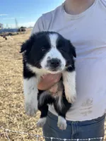 Daisy, a female English Shepherd and Border Collie for sale in Fort Collins, CO – Photo 1 of 4