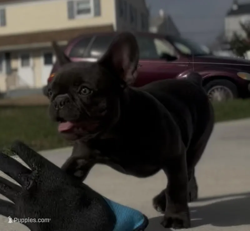 Juicy – French Bulldog puppy for sale in Bethlehem, PA