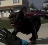 Juicy, a female French Bulldog for sale in Bethlehem, PA – Photo 1 of 4