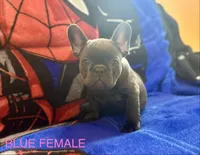 Juicy, a female French Bulldog for sale in Bethlehem, PA – Photo 4 of 4