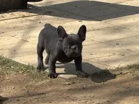 Juicy, a female French Bulldog for sale in Bethlehem, PA – Photo 3 of 4